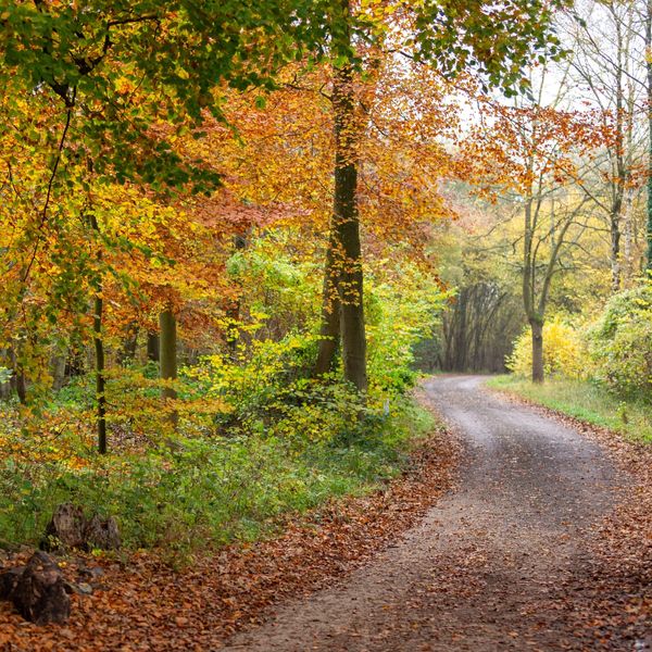 Wytham woods